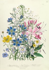 Cornflower, plate 15 from 